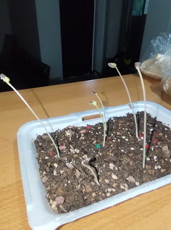 بذر گل نیلوفر رونده الوان گلبرگ پامچال کد GPF-093