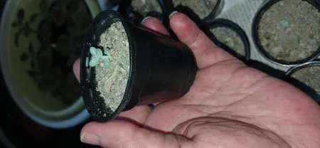 گلدان ژله ای کد 6-20 مجموعه 20 عددی