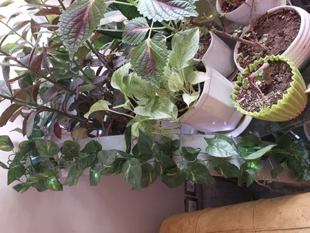 گل مصنوعی مدل ریسه برگ طرح پتوس