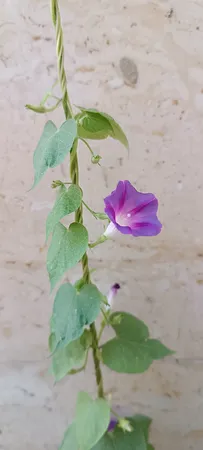 بذر گل نیلوفر رونده الوان سانیا سید مدل D5