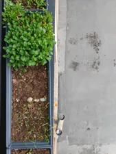 تجریه خرید بذر گشنیز بذر طلایی برتر کد BZT-98