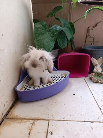 توالت خرگوش مدل 1033