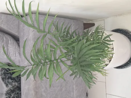 گل طبیعی شامادورا تافکو کد 2028