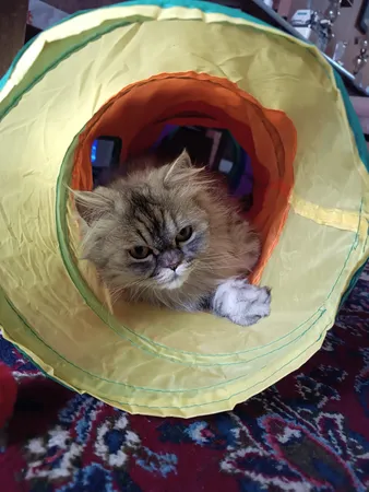 اسباب بازی سگ و گربه مدل تونل