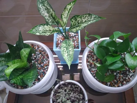 شن تزیینی مدل SMiN04 وزن 4 کیلوگرم