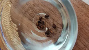 تجریه خرید بذر گل نیلوفر رونده الوان آذر سبزینه مدل A138