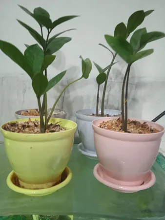 گلدان کلاسیک مدل G3010 مجموعه 12 عددی