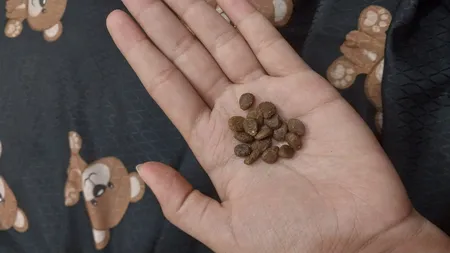 غذای خشک گربه مفید مدل Chiken&Beef وزن 500 گرم