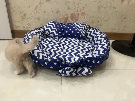 جای خواب سگ و گربه مدل star8