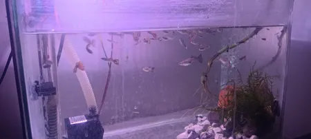 لامپ ال ای دی آکواریوم مدل B-10c