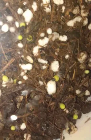 سم قارچ کش کاربندازیم مهر و ماه مدل S01 وزن 50 گرم