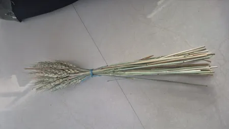 گل خشک مدل دم روباهی 10_4