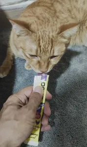 تجریه خرید تشویقی گربه بادو مدل بستنی طعم میکس وزن 45 گرم بسته 3 عددی