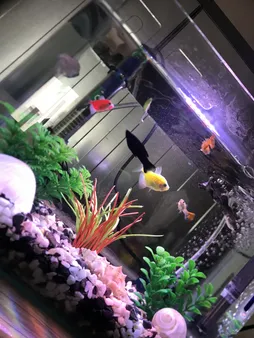 لامپ ال ای دی آکواریوم مدل B-10c