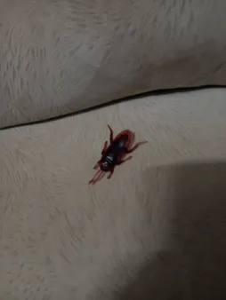 بسته آموزشی کودکان با حشرات بسته 5 عددی سوسک