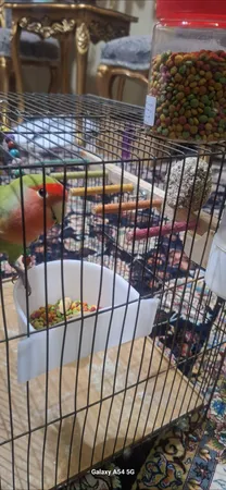 غذای عروس هلندی مدل پلت میوه ای وزن 150گرم