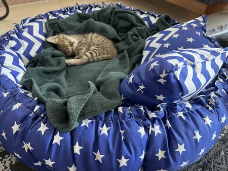 جای خواب سگ و گربه مدل star8