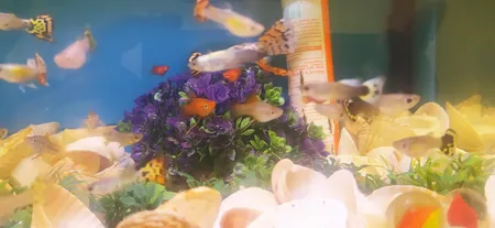 گیاه تزیینی آکواریوم آکوا مارس کد B09