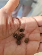 تجریه خرید غذای خشک گربه مفید مدل ADULT1400 وزن 2 کیلوگرم