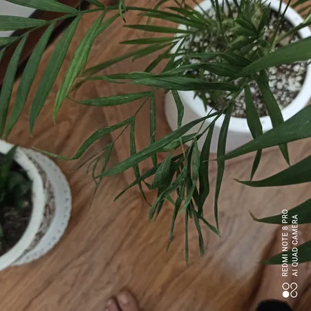 گل طبیعی شامادورا تافکو کد 2028