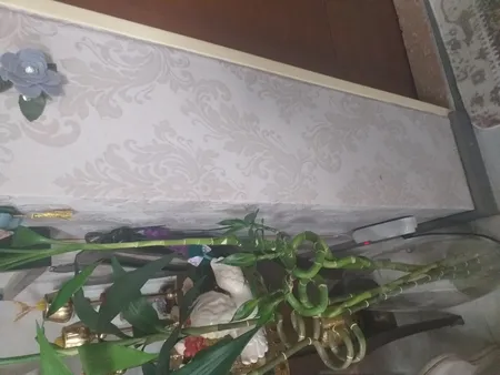 گیاه طبیعی بامبو مدل جوانه دار مدل 80