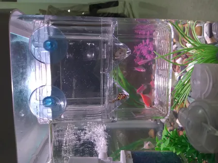 زایشگاه ماهی رویال مدل sn_113