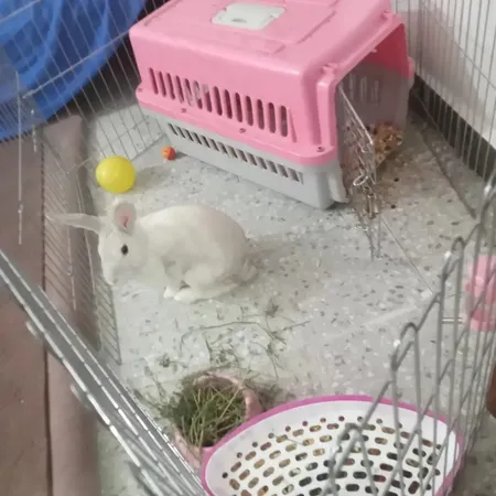 پارک سگ کد 01