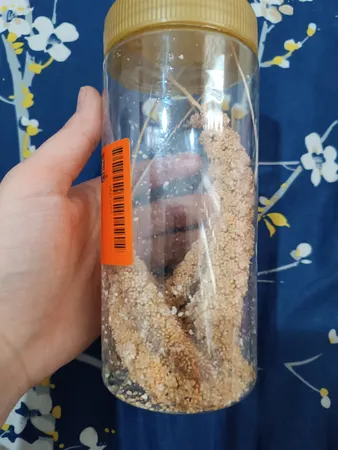 غذای پرنده مدل ارزن خوشه ای کد 20104 بسته 5 عددی