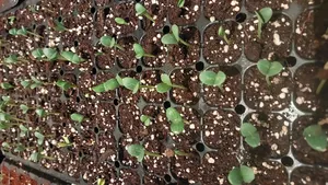 تجریه خرید بذر هندوانه بذر طلایی برتر کد P-H-BZT-02 مجموعه 2 عددی