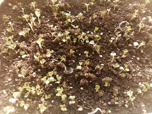 تجریه خرید بذر سبزی خوردن گیلدا کد 097 مجموعه 10 عددی