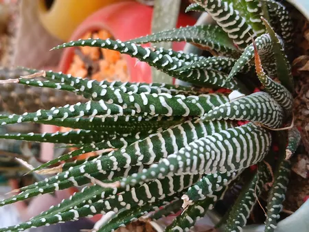 گوشی موبایل سامسونگ مدل Galaxy A15 دو سیم کارت ظرفیت 128 گیگابایت و رم 4 گیگابایت - ویتنام