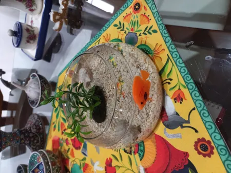 ماهی تزئینی آکواریوم مدل نگاه مجموعه ۴ عددی