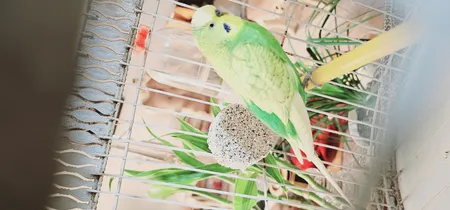 سنگ مینرال ماهان کد S1 بسته 2 عددی