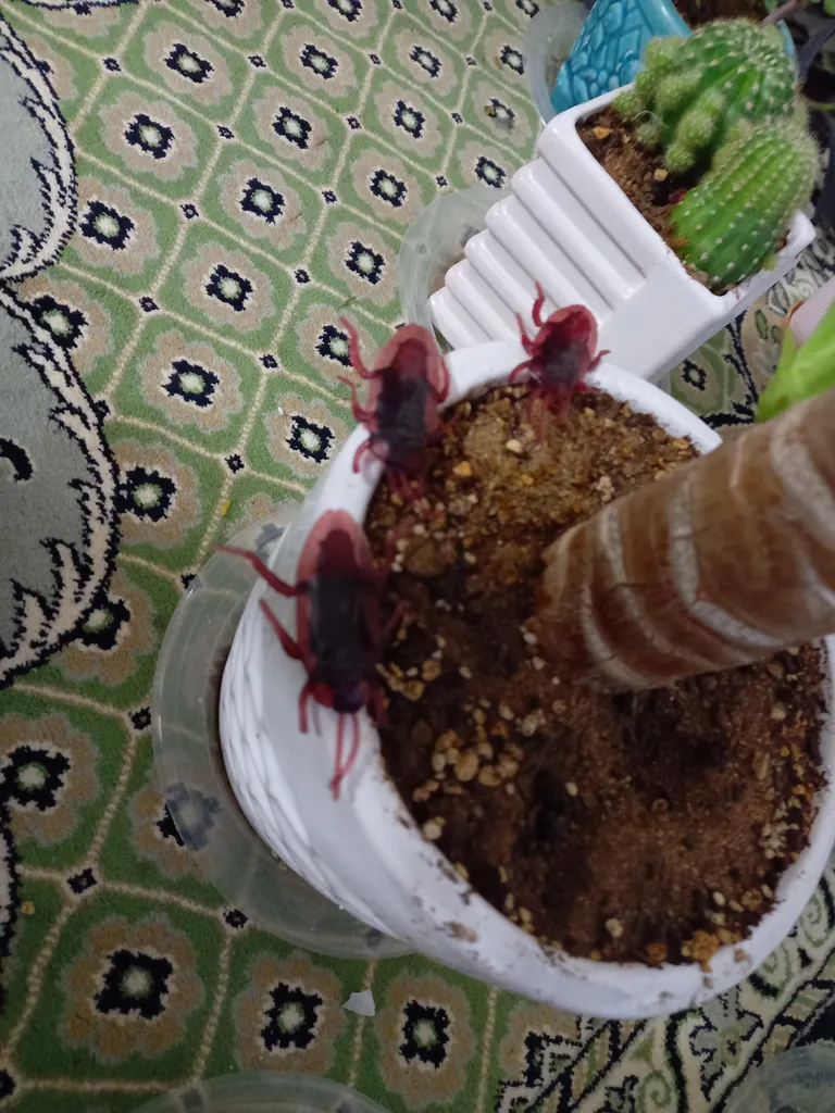 بسته آموزشی کودکان با حشرات بسته 5 عددی سوسک