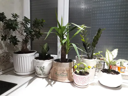 گیاه طبیعی یوکا پیوندی کد P.A.014