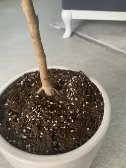 گل طبیعی فیکوس بنجامین ابلق تافکو کد 2031