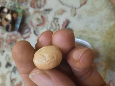 فندق ماکادمیا - 1200 گرم بسته 2 عددی