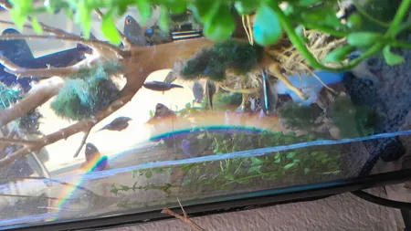 شیشه پاک کن آکواریوم مدل آلیتا حجم 120 میلی لیتر