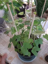 تجریه خرید بذر گل نیلوفر رونده الوان آذر سبزینه مدل A138