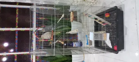 قفس عروس هلندی مدل 1034