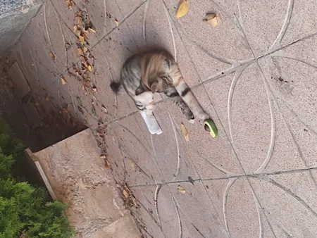 تشویقی دندانی گربه مدل آبنبات کت نیپ دار avo01