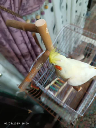 اسباب بازی پرندگان مدل نشیمنگاه طوطی طرح استند a6