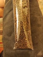 دانه فلفل سیاه آنید - حجم 150 گرم بسته 2 عددی