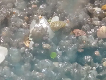 بذر پلنت آکواریوم مدل چمن ریز کوبایی