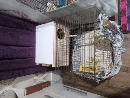 لانه پرنده مدل عروس هلندی درب کشویی طرح چوبی