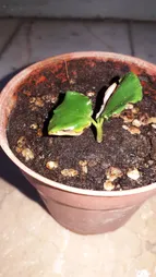 بذر بنسای گل یخ وانیا سید مدل N62