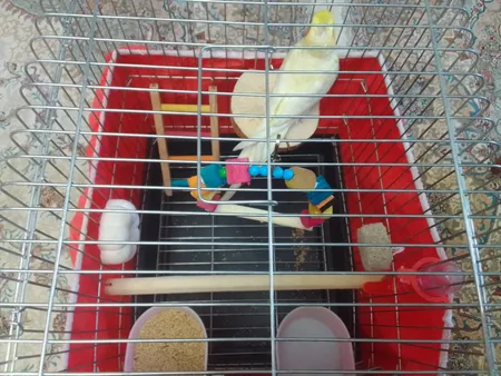 کاور قفس عروس هلندی مدل 1033