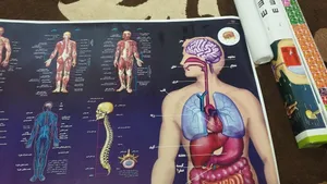 تجریه خرید پوستر آموزشی اندیشه کهن طرح آناتومی بدن انسان کد 301