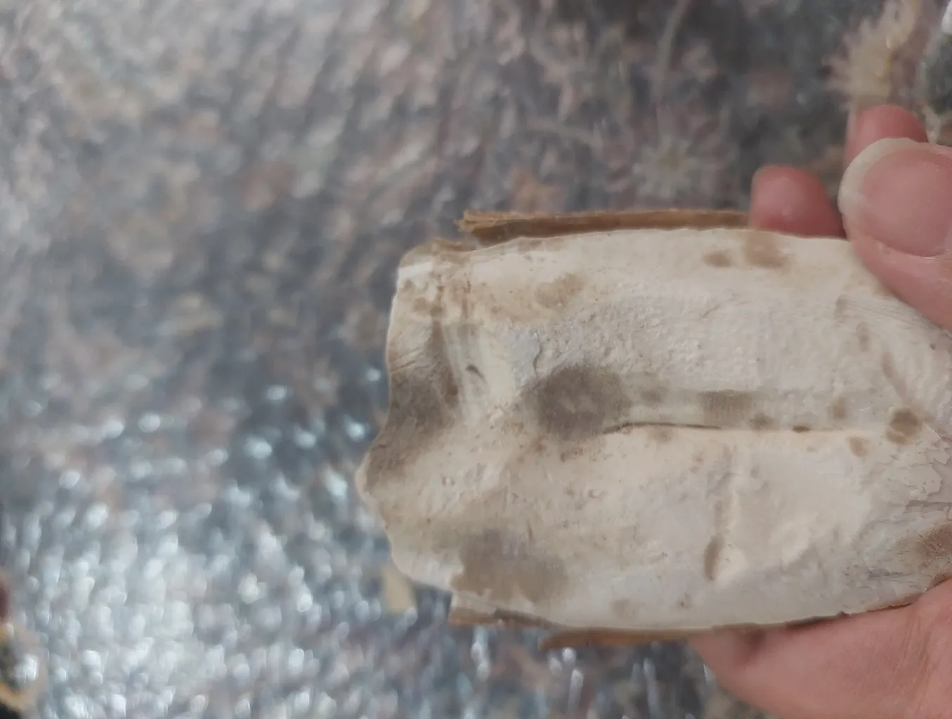 کف دریا کد M70 وزن 70 گرم به همراه گیره کلیپسی