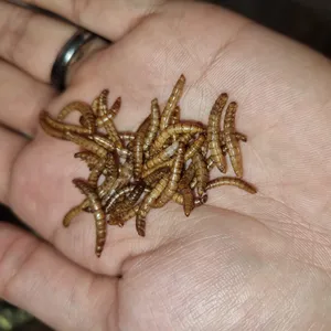 تجریه خرید غذای ماهی و لاک پشت فود فارمز لند مدل میلورم وزن 50 گرم